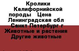 Кролики Калифорнийской породы › Цена ­ 500 - Ленинградская обл., Санкт-Петербург г. Животные и растения » Другие животные   